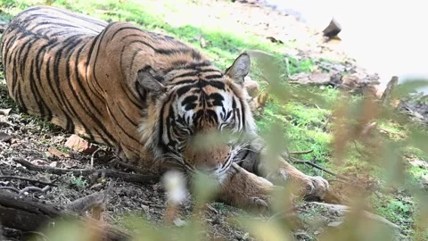 Tiger puts his head down on its legs to rest in Ranthambore naitonal park Stock Footage 334553752
