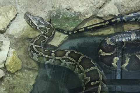 Tiger python behind glass in the zoo. Keeping poisonous dangerous snakes 写真素材