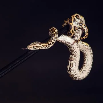 Tiger python, black and yellow, against black background Stock-Fotos