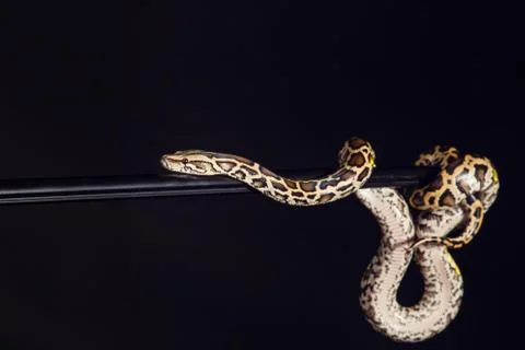 Tiger python, black and yellow, against black background Stock-Fotos
