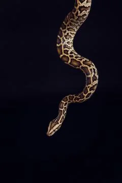 Tiger python, black and yellow, against black background Stock-Fotos