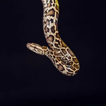 Tiger python, black and yellow, against black background Stock-Fotos