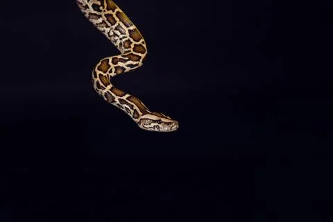 Tiger python, black and yellow, against black background Stock-Fotos