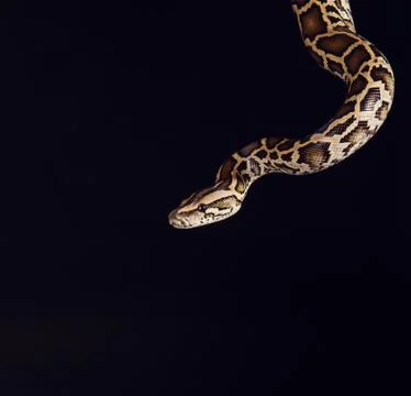 Tiger python, black and yellow, against black background 写真素材