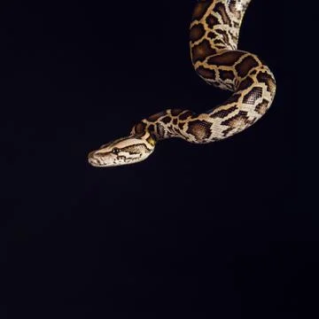 Tiger python, black and yellow, against black background Stock-Fotos