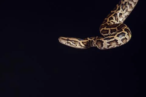 Tiger python, black and yellow, against black background Stock-Fotos
