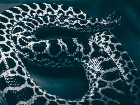 Tiger Python clos 写真素材