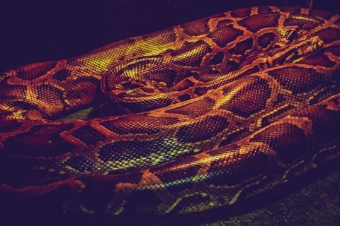 Tiger Python close up. Dark tone image Foto stock