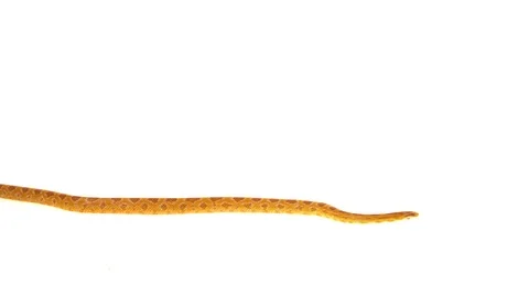 Tiger Python molurus bivittatus morph albine burmese in white background Stock Footage 115231724