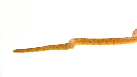 Tiger Python molurus bivittatus morph albine burmese in white background Stock Footage 115231747