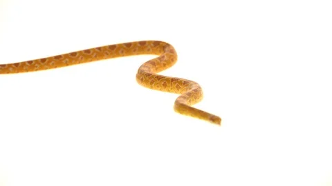 Tiger Python molurus bivittatus morph albine burmese in white background Stock Footage 115231790