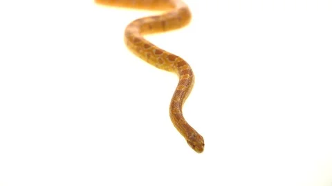 Tiger Python molurus bivittatus morph albine burmese in white background Stock Footage 115231799