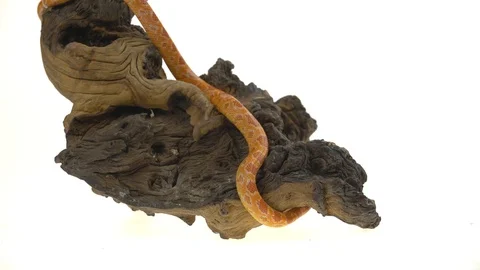 Tiger Python molurus bivittatus morph albine burmese on wooden snag in white Stock Footage 115231849