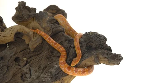 Tiger Python molurus bivittatus morph albine burmese on wooden snag in white Stock Footage 115231922