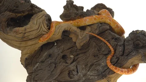 Tiger Python molurus bivittatus morph albine burmese on wooden snag in white Stock Footage 115232009