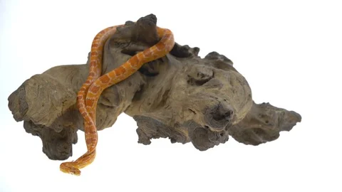 Tiger Python molurus bivittatus morph albine burmese on wooden snag in white Stock Footage 115232098