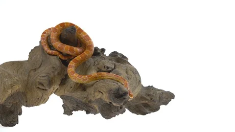 Tiger Python molurus bivittatus morph albine burmese on wooden snag in white Stock Footage 115232271