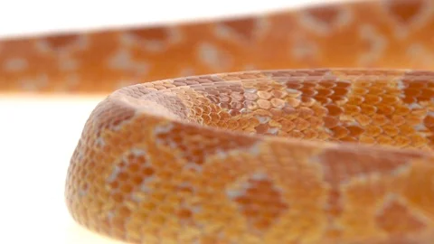 Tiger Python molurus bivittatus morph albine burmese in white background. Close Stock Footage 125169584