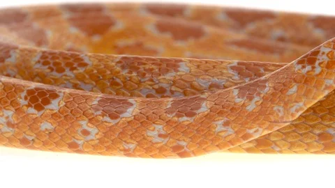 Tiger Python molurus bivittatus morph albine burmese in white background. Close Stock Footage 125169707