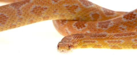 Tiger Python molurus bivittatus morph albine burmese in white background. Close Stock Footage 125169755