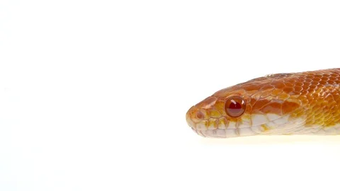 Tiger Python molurus bivittatus morph albine burmese in white background. Close Stock Footage 125169767