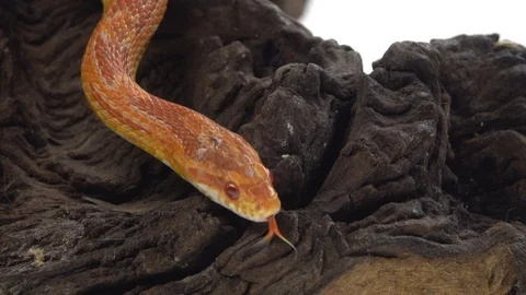 Tiger Python molurus bivittatus morph albine burmese on wooden snag in white Stock Footage 125169799