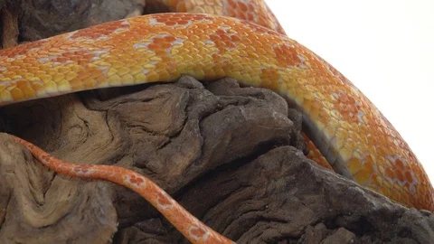 Tiger Python molurus bivittatus morph albine burmese on wooden snag in white Stock Footage 125169934