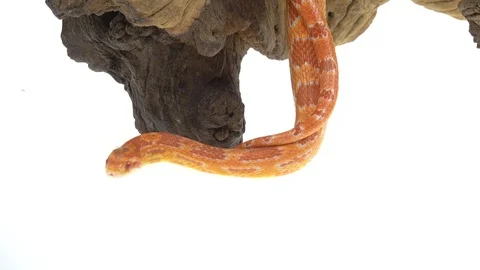 Tiger Python molurus bivittatus morph albine burmese on wooden snag in white Stock Footage 125170101