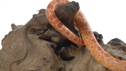 Tiger Python molurus bivittatus morph albine burmese on wooden snag in white Stock Footage 125170115