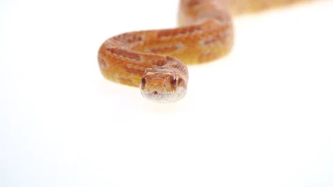 Tiger Python molurus bivittatus morph albine burmese in white background. Close Stock Footage 125214943