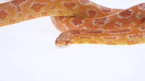 Tiger Python molurus bivittatus morph albine burmese in white background. Close Stock Footage 125215067