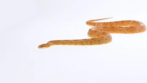 Tiger Python molurus bivittatus morph albine burmese in white background. Slow Stock Footage 125215206