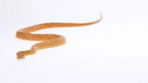 Tiger Python molurus bivittatus morph albine burmese in white background. Slow Stock Footage 125215294