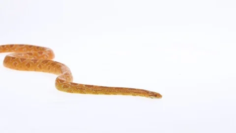 Tiger Python molurus bivittatus morph albine burmese in white background. Slow Stock Footage 125215412