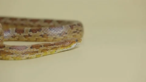 Tiger Python molurus bivittatus morph albine burmese on a beige background in Stock Footage 159014039