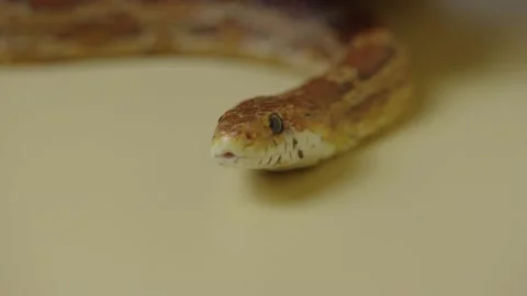 Tiger Python molurus bivittatus morph albine burmese sticking out her tongue on Stock Footage 159014078