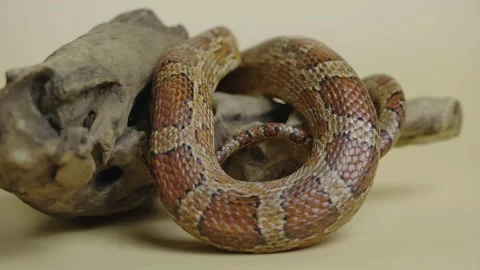 Tiger Python molurus bivittatus morph albine burmese on a beige background in Stock Footage 159014118
