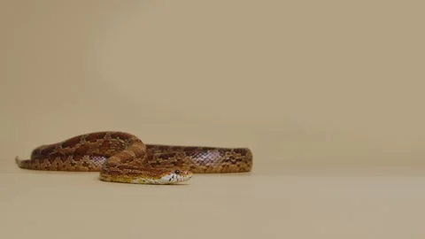 Tiger Python molurus bivittatus morph albine burmese on a beige background in Stock Footage 159017457