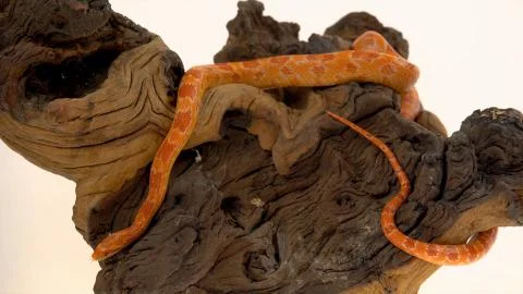 Tiger Python molurus bivittatus morph albine burmese Stock Photos