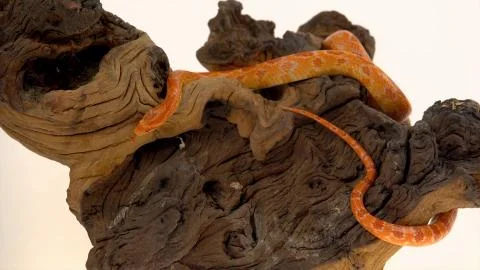 Tiger Python molurus bivittatus morph albine burmese Foto stock