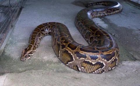 Tiger Python Stock Photos