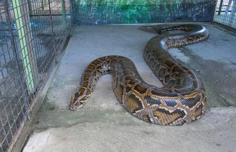 Tiger Python 写真素材