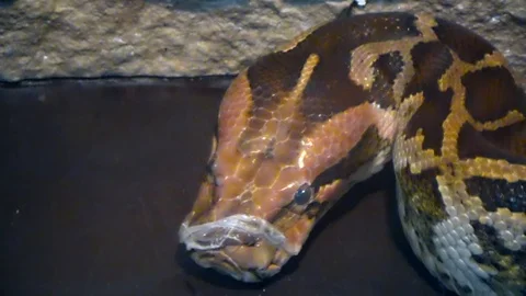 Tiger Python turns its head Stock Footage 120082446