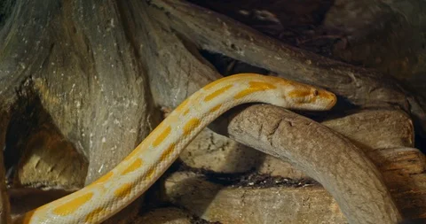 Tiger python at the zoo. Close up 스톡 동영상 106289504