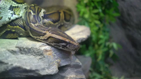Tiger python at the zoo Stock Footage 95022692