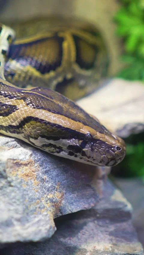 Tiger python at a zoo Stock Footage 266999164
