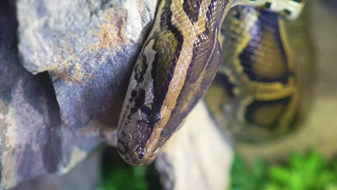 Tiger python at a zoo Video stock 266999564