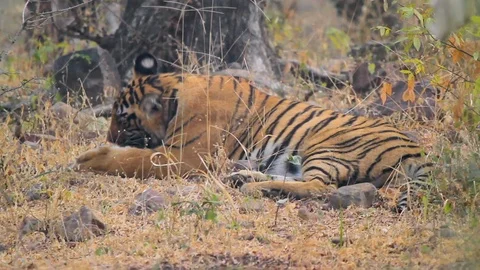 Tiger in Ranthambhore Stock Footage 112980821
