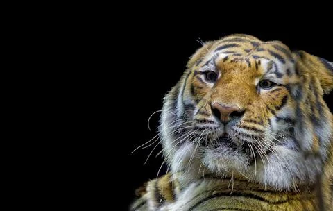 Tiger ready to attack looking at you Stock Photos