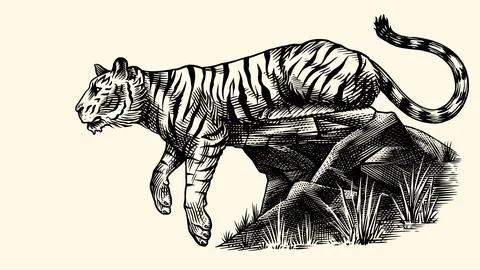 Tiger ready to jump Realistic black and white drawing in very detailed old Stock Illustration